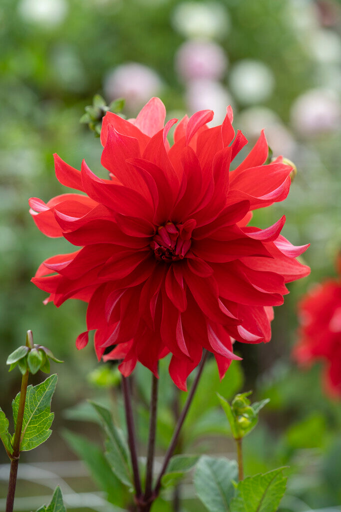 Dahlia Cactus Red Labyrinth 1-pakning